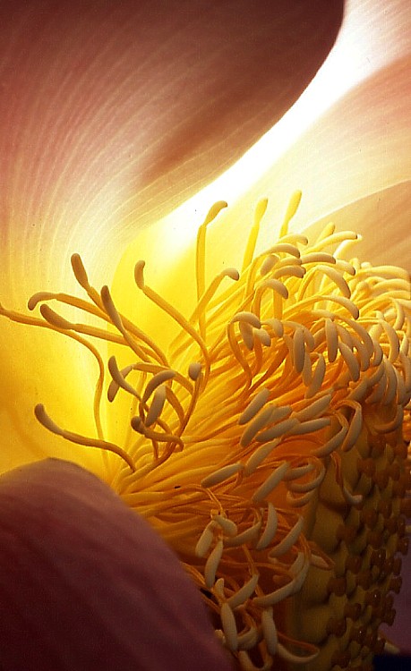 .........IN  UN  FIORE........