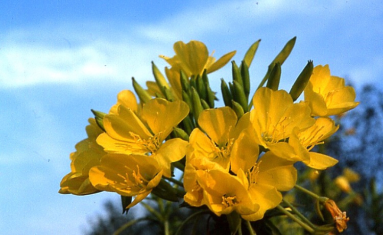 .........IN  UN  FIORE........