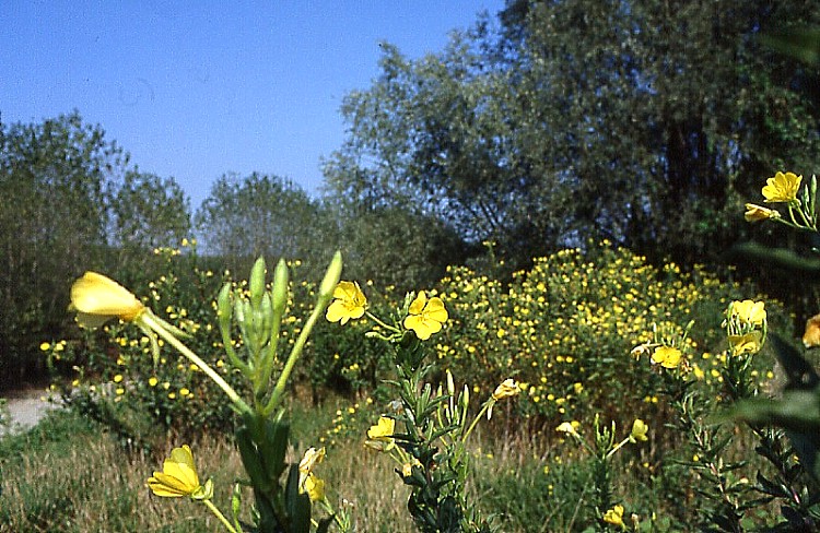 .........IN  UN  FIORE........