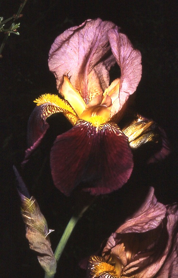 .........IN  UN  FIORE........