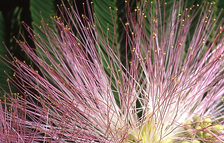 .........IN  UN  FIORE........