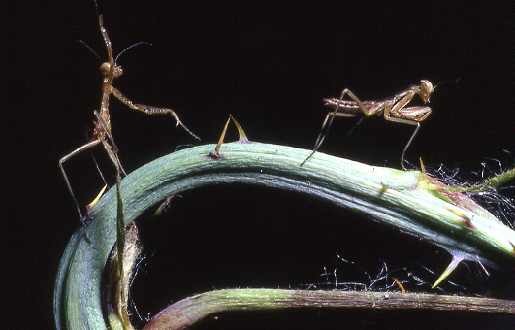 Ooteca di mantide religiosa: nursery caotica e affascinante