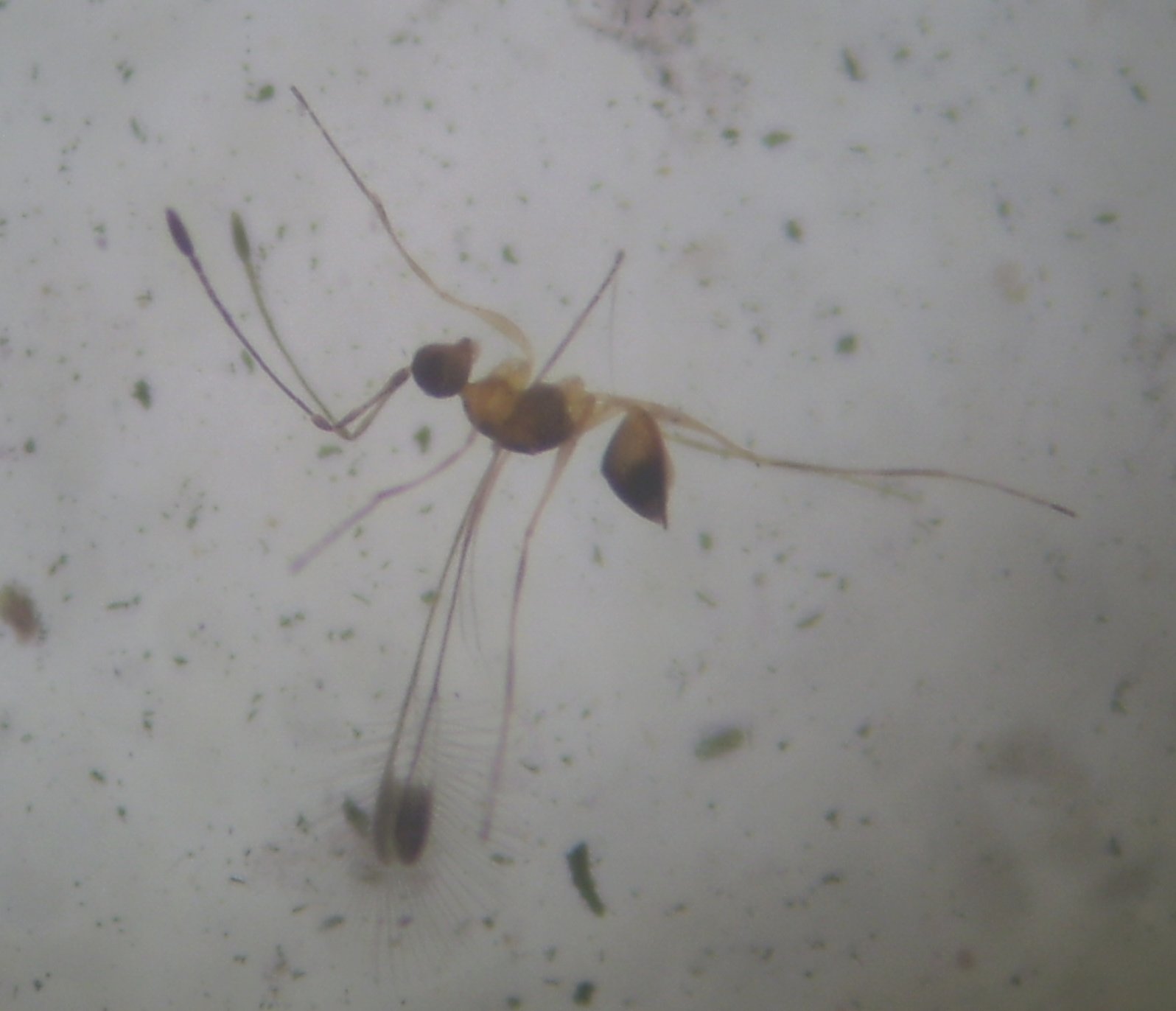 imenottero microscopico