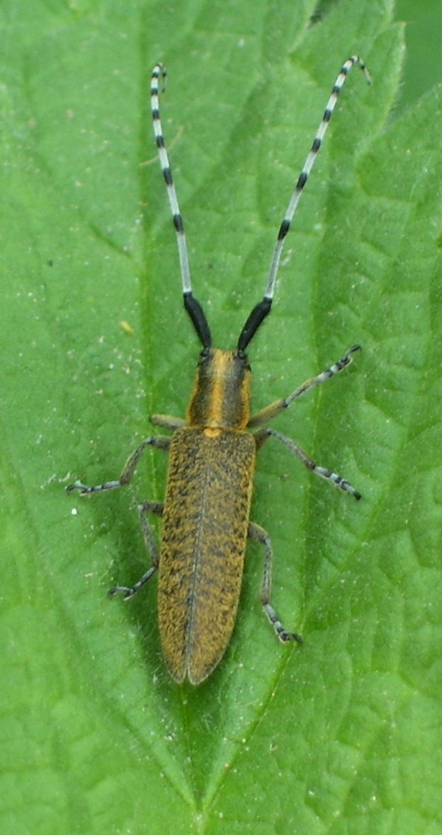 Agapanthia villosoviridescens (Cerambycidae)