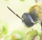 Stratyomis cf. longicornis (Diptera, Stratiomyidae)