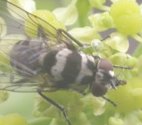 Limnophora obsignata