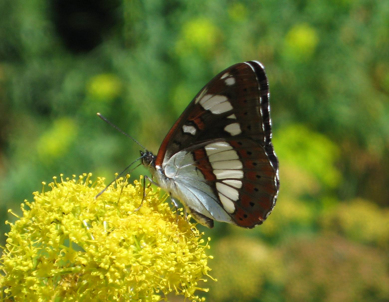 Limenitis reducta