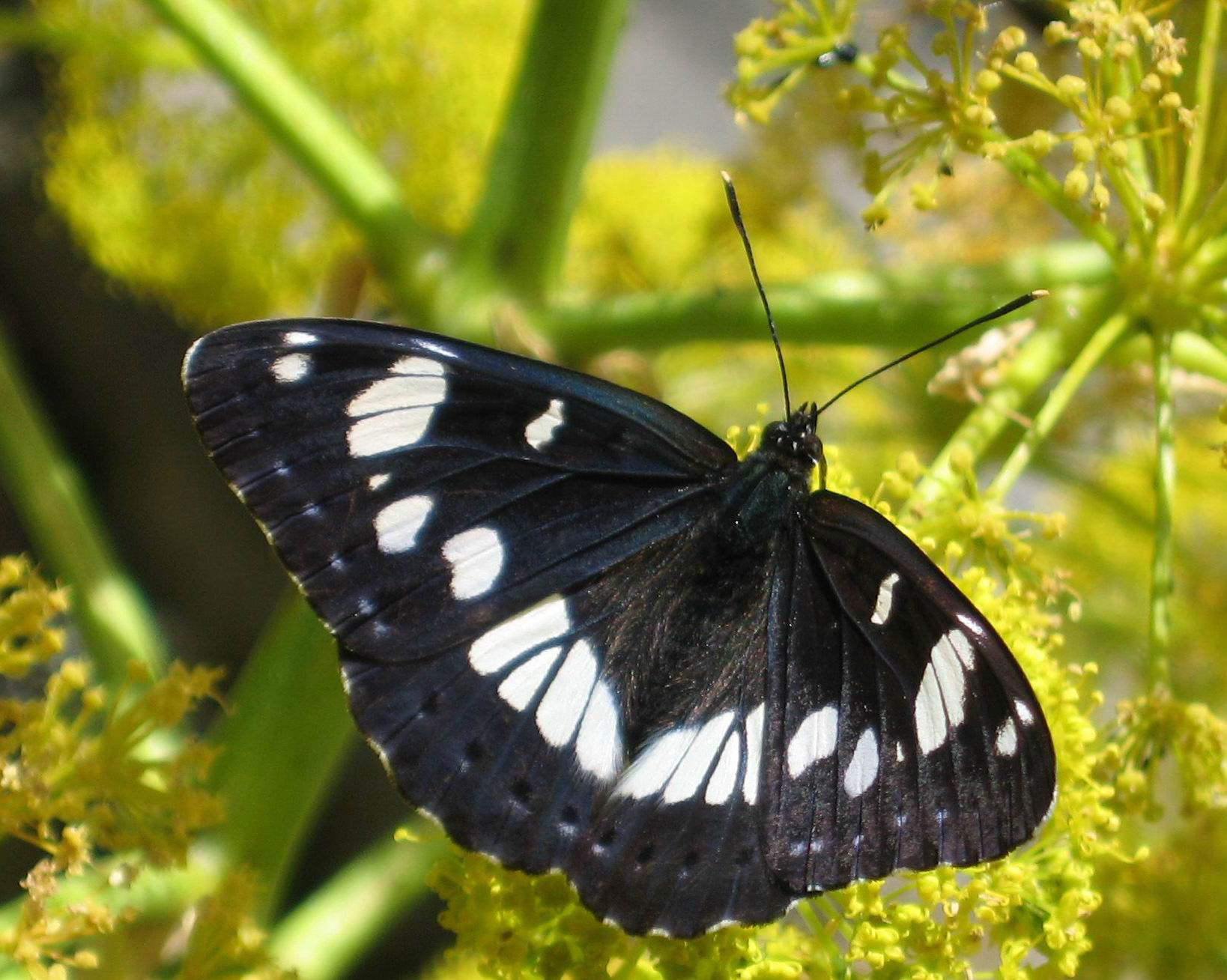 Limenitis reducta