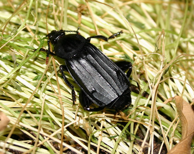 Necrodes littoralis (Coleoptera, Silphidae)