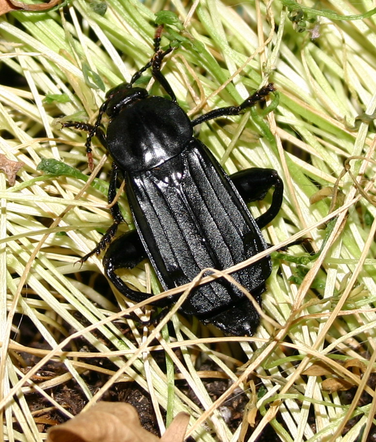 Necrodes littoralis (Coleoptera, Silphidae)