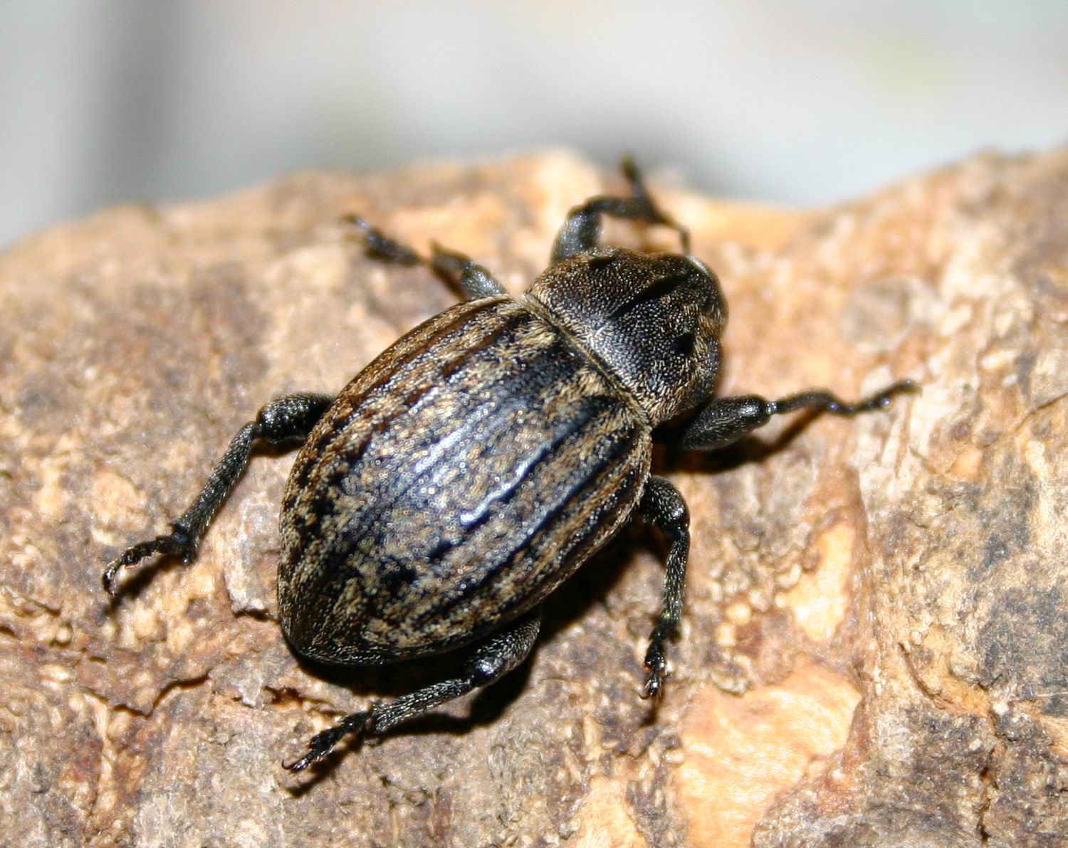 Anisorhynchus barbarus sturmi (Coleoptera, Curculionidae)