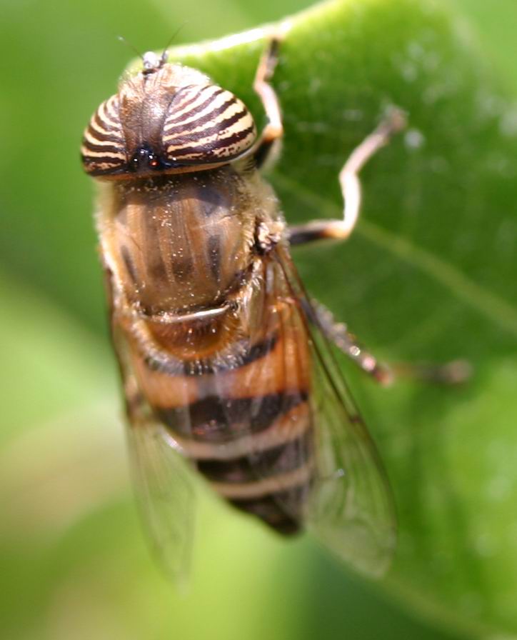 Occhi zebrati Eristalinus (Eristalodes) taeniops