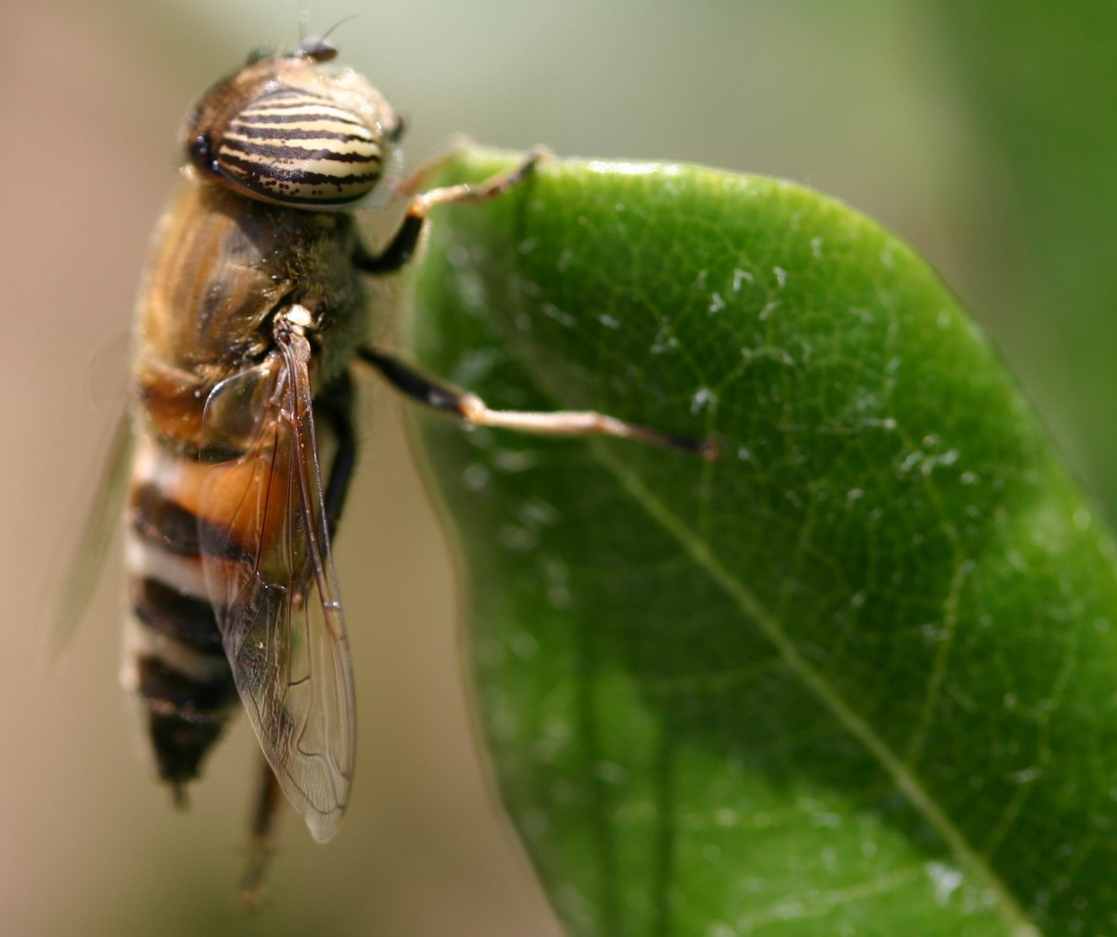 Occhi zebrati Eristalinus (Eristalodes) taeniops