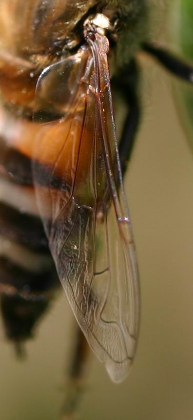 Occhi zebrati Eristalinus (Eristalodes) taeniops