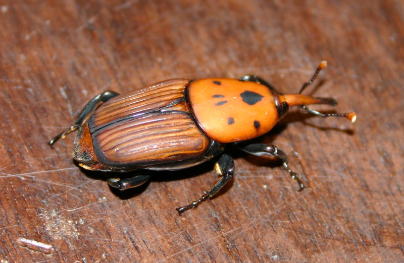 Rhynchophorus ferrugineus