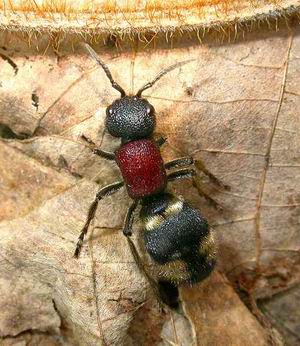 Ritratti (6): Tilloidea unifasciata (Col. Cleridae)