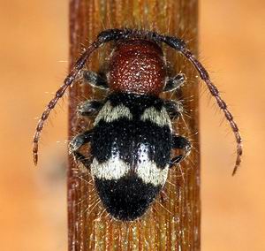 Ritratti (6): Tilloidea unifasciata (Col. Cleridae)