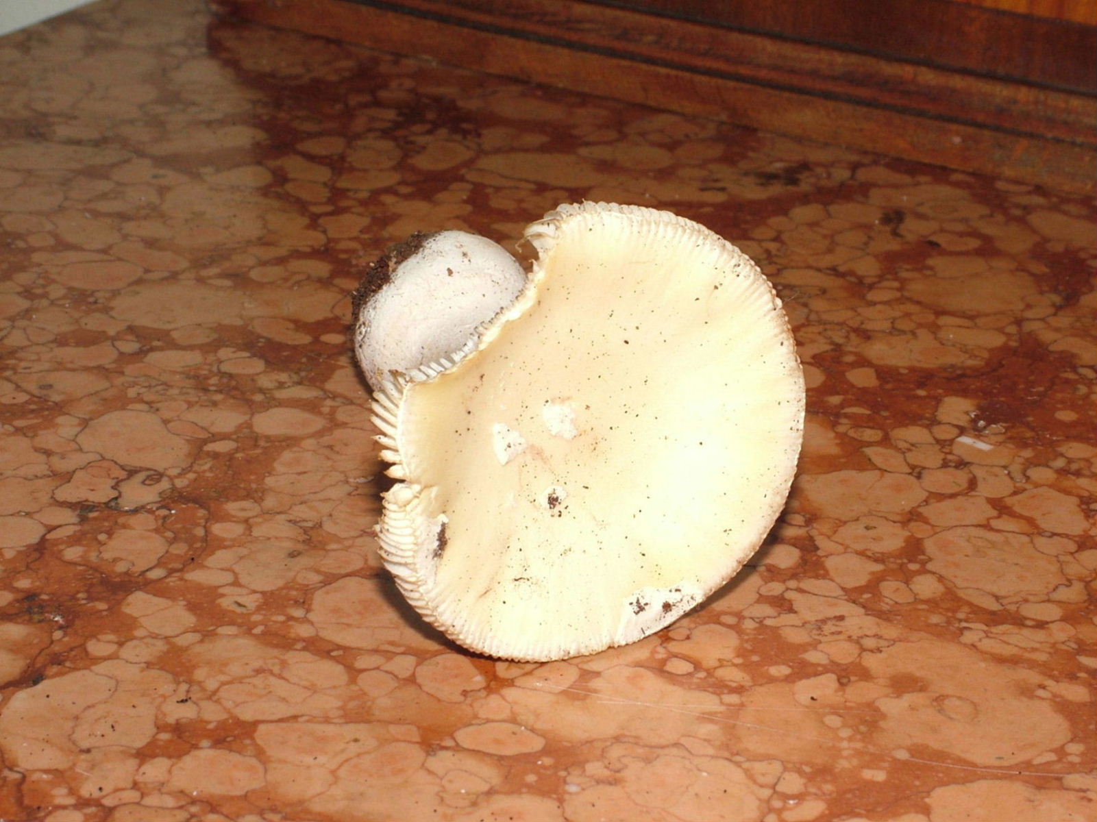 Fungo da determinare