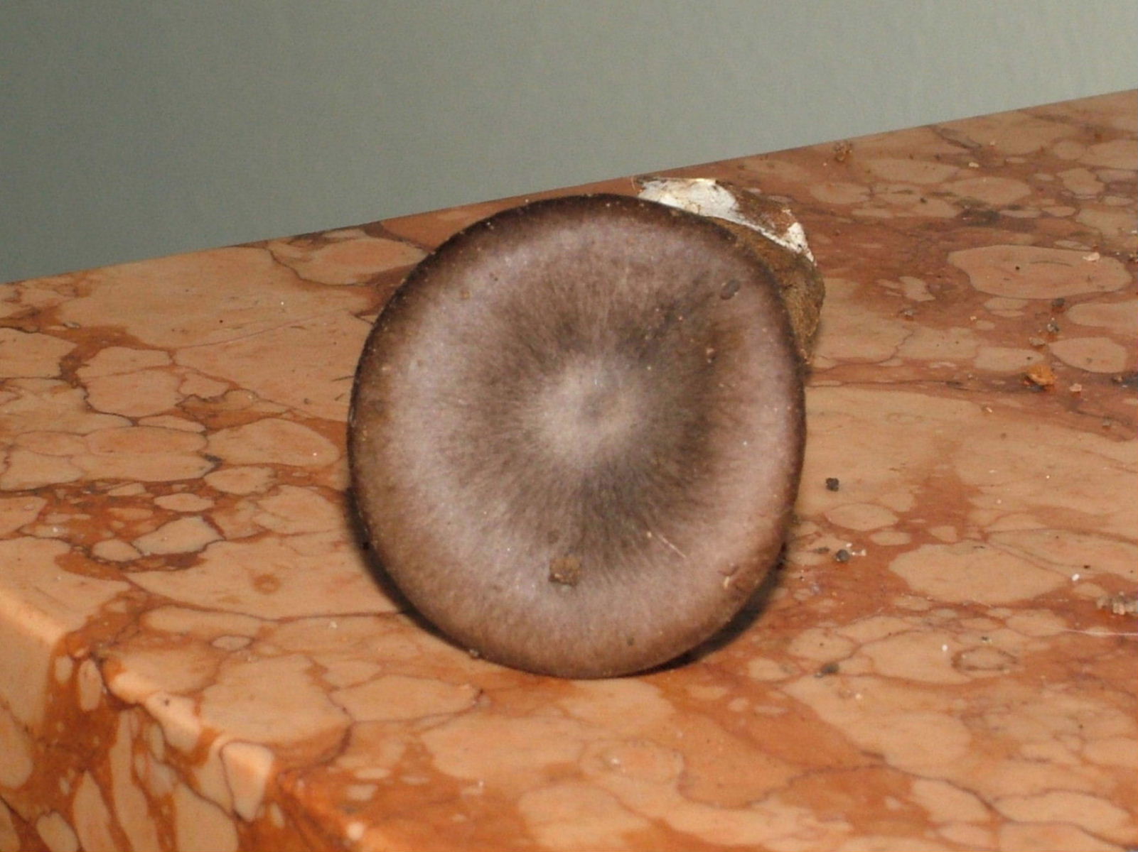 Sembravano Pleurotus .....
