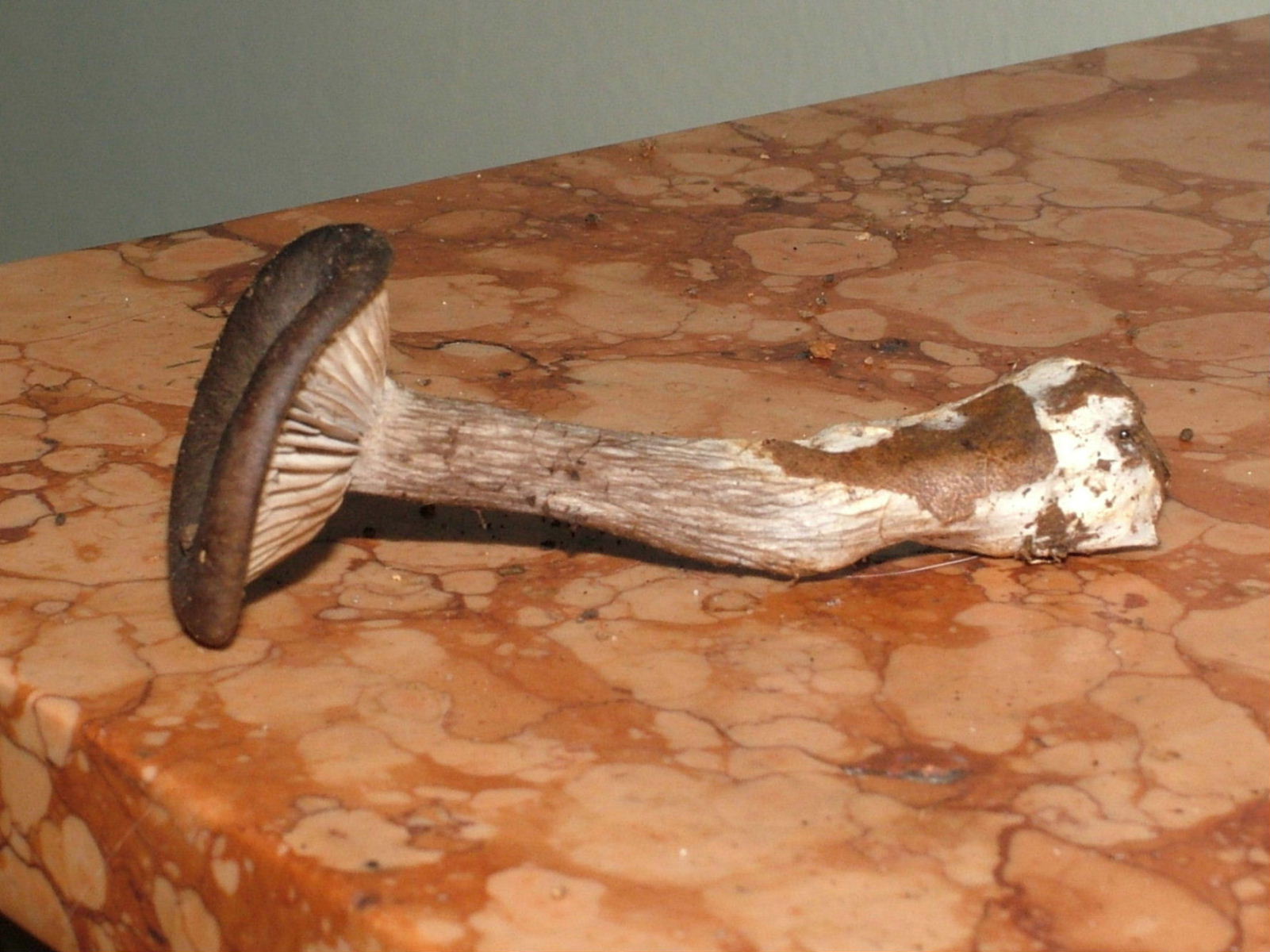 Sembravano Pleurotus .....