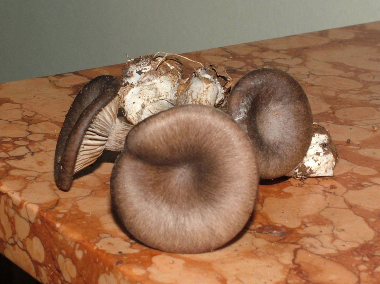 Sembravano Pleurotus .....