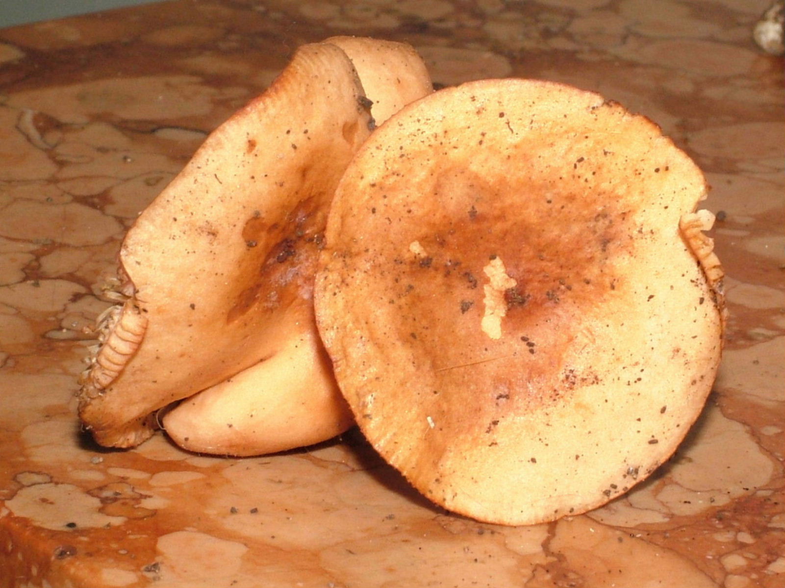 Lactarius .......?