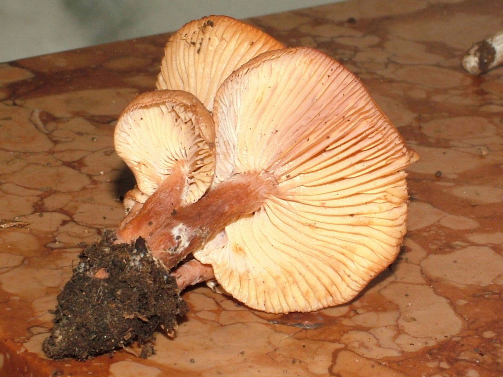 Lactarius .......?