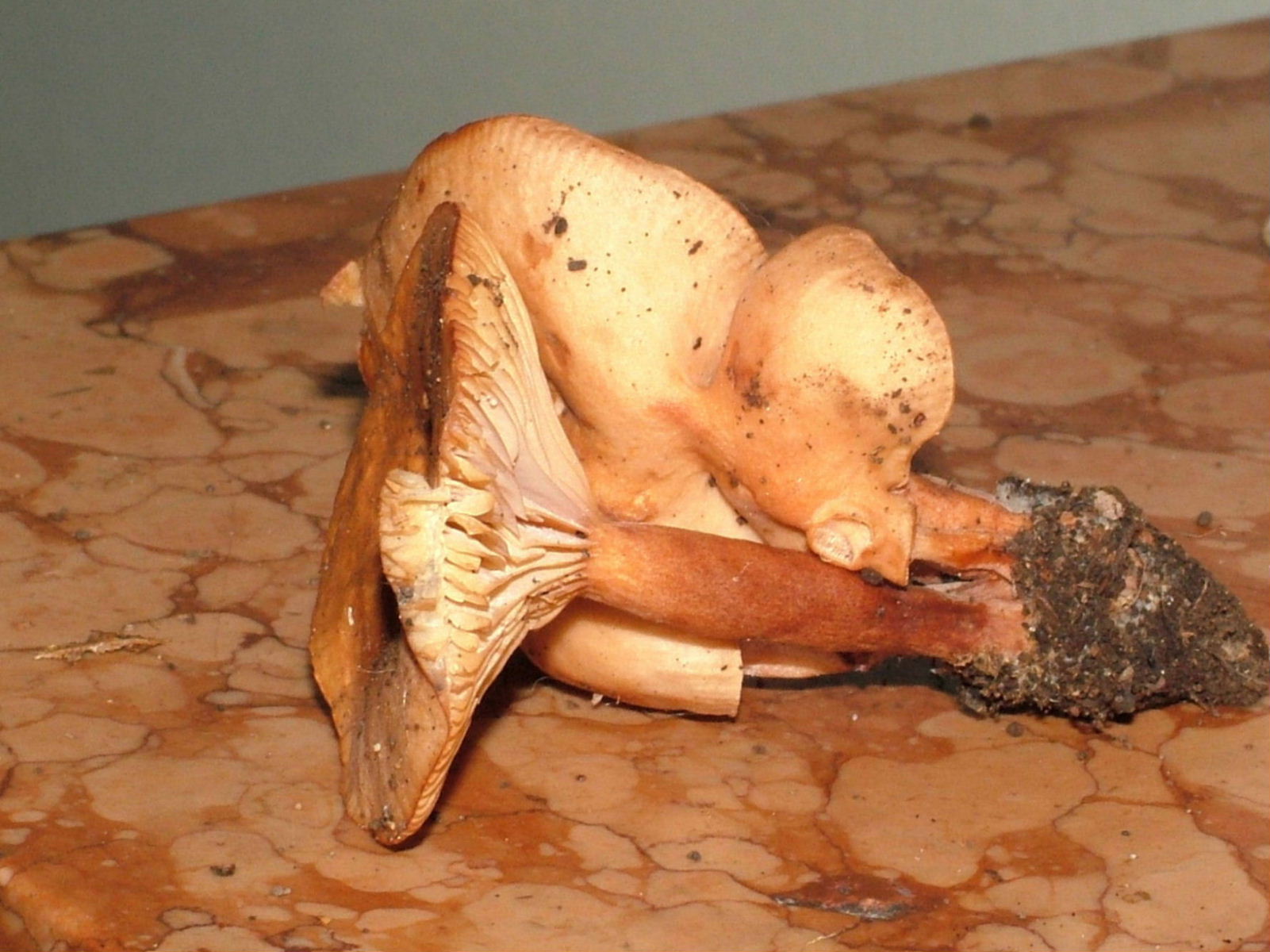 Lactarius .......?