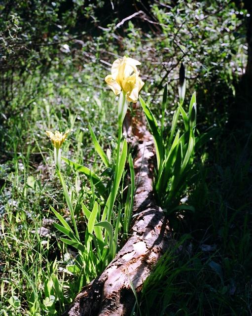 Che specie di Iris sono? - Iris lutescens
