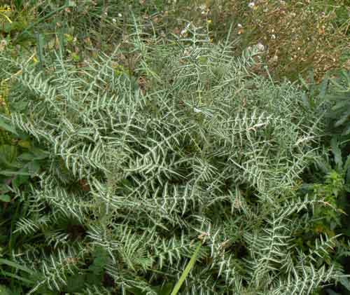 Galactites tomentosus (=Galactites elegans)