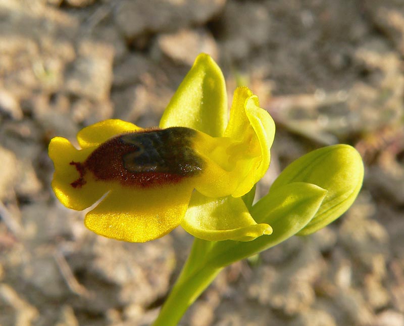 Primavera e orchidee palermitane