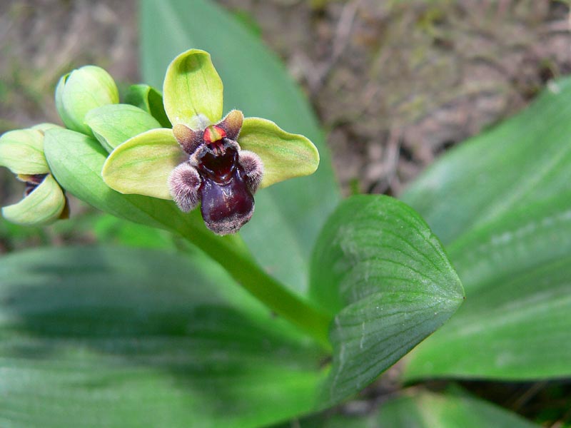 Primavera e orchidee palermitane