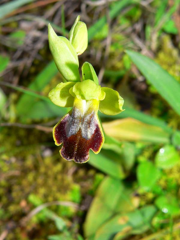 Primavera e orchidee palermitane