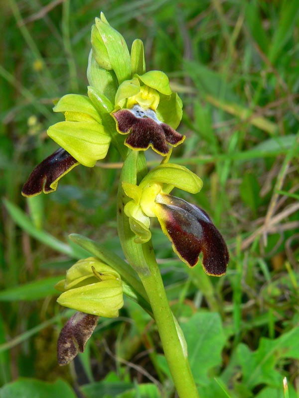 Primavera e orchidee palermitane