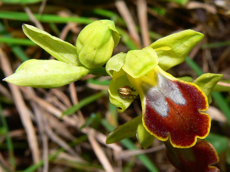 Primavera e orchidee palermitane