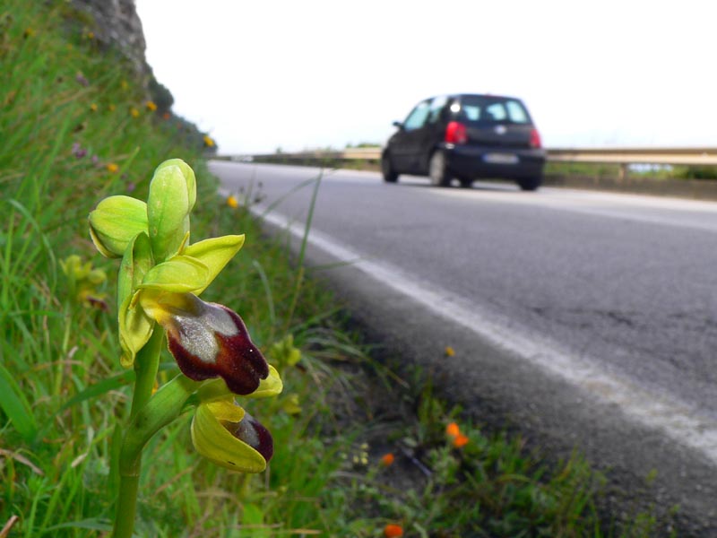 Primavera e orchidee palermitane