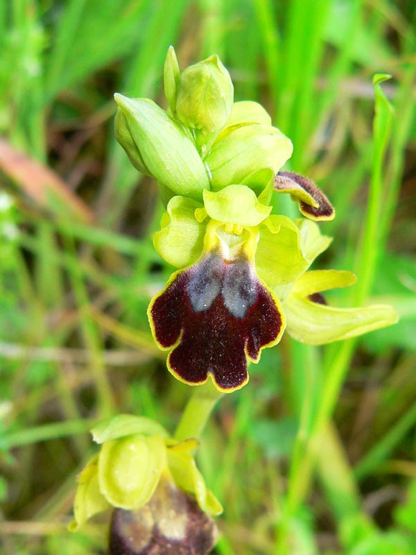 Primavera e orchidee palermitane