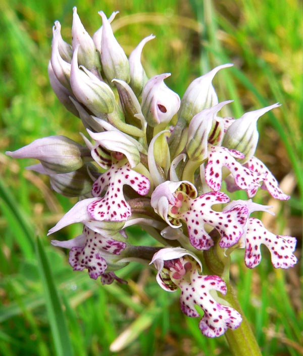 Primavera e orchidee palermitane