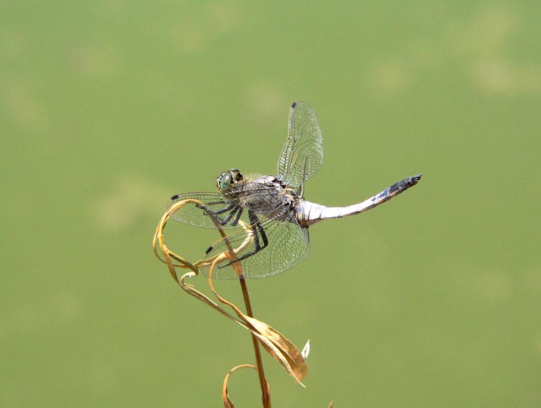 Anisotteri estivi