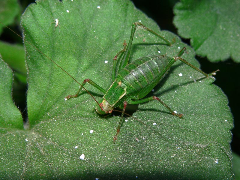 Phaneropteridae Metaplastes ippolitoi