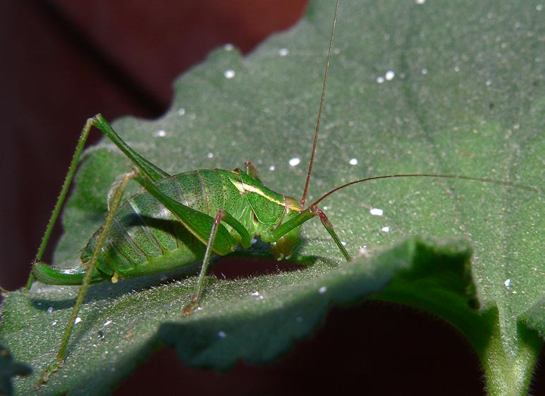 Phaneropteridae Metaplastes ippolitoi