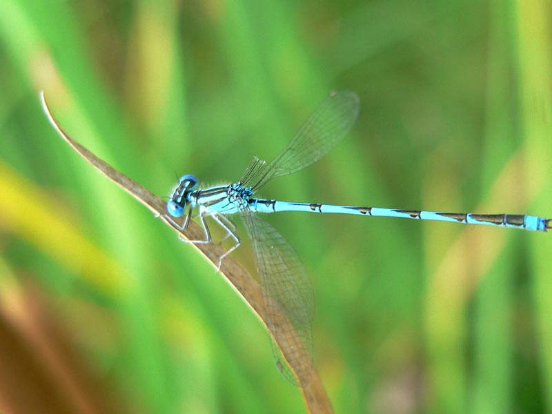 Erythromma lindenii