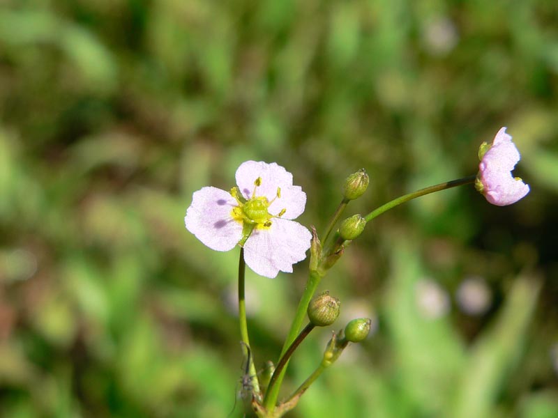 Baldellia ranunculoides / Mestolaccia ranuncoloide