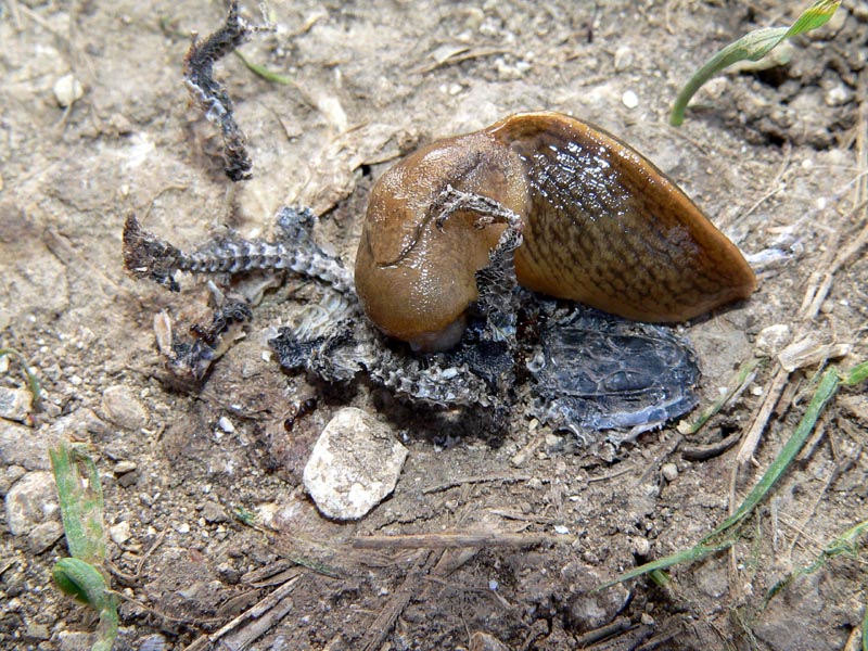 Limaccia necrofaga Tandonia sowerbyi