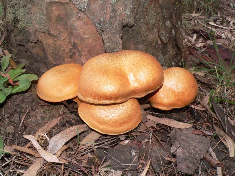 Funghi da determinare