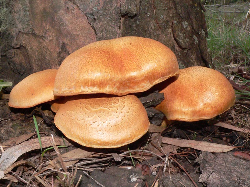 Funghi da determinare