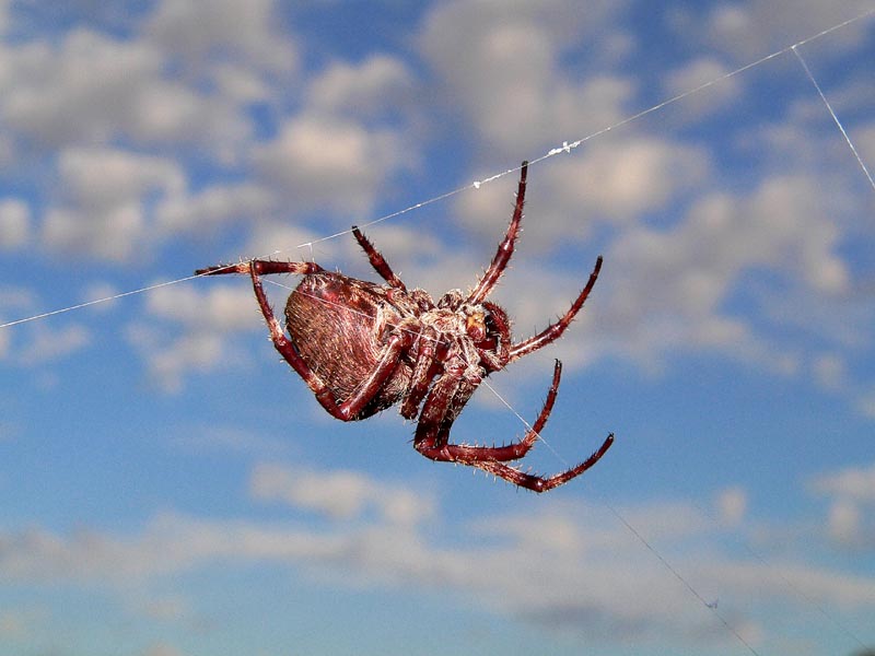 Ragno Usticense (Gibbaranea o Araneus)