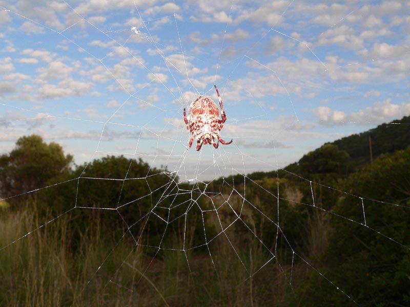 Ragno Usticense (Gibbaranea o Araneus)