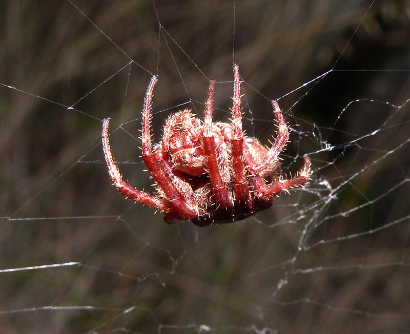 Ragno Usticense (Gibbaranea o Araneus)