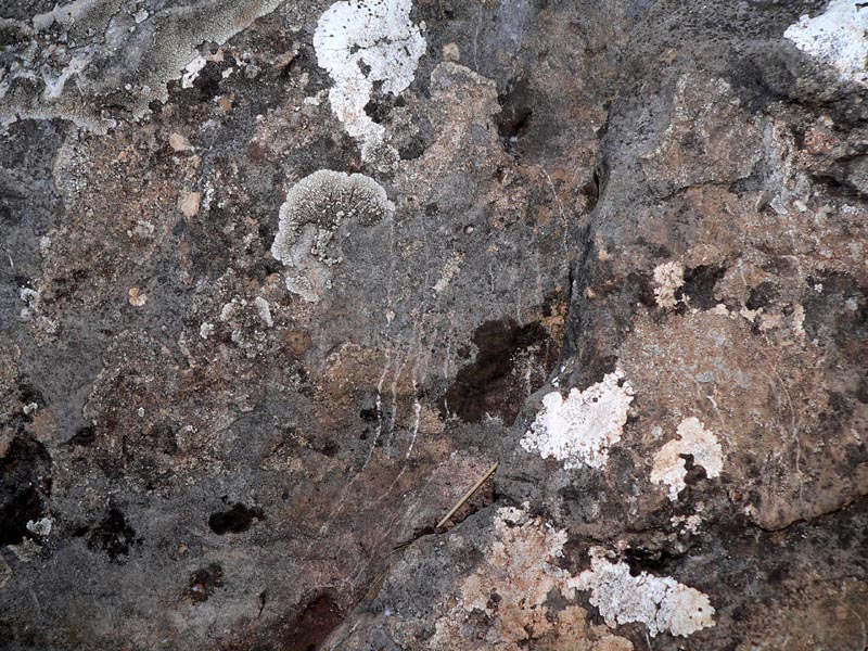 Unghiate ...